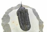 Beautiful, Morocconites Trilobite Fossil - Ofaten, Morocco #253574-4